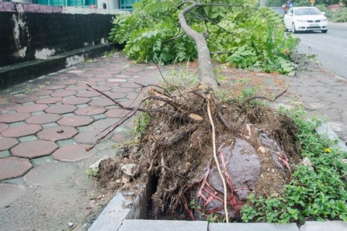 Hà Nội: Công ty cây xanh lên tiếng về việc cây đổ lộ nguyên bầu lưới