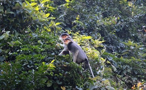 Giữ đa dạng sinh học cho tương lai 