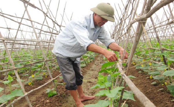 Hà Nội: Đến năm 2020 đạt trên 16 ngàn ha rau an toàn