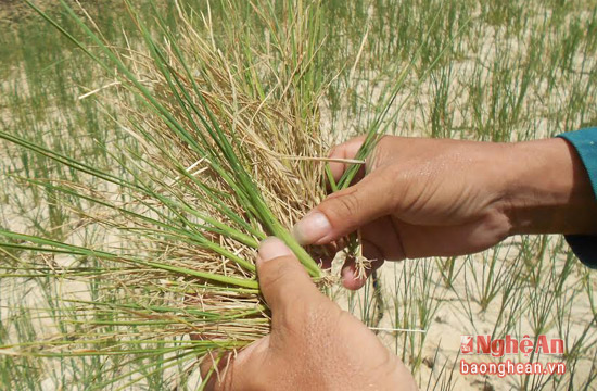 Nghệ An: Gần 3.000 ha lúa đang khô cháy