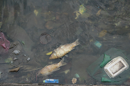 Hà Nội: Xuất hiện cá chết bất thường ven Hồ Tây