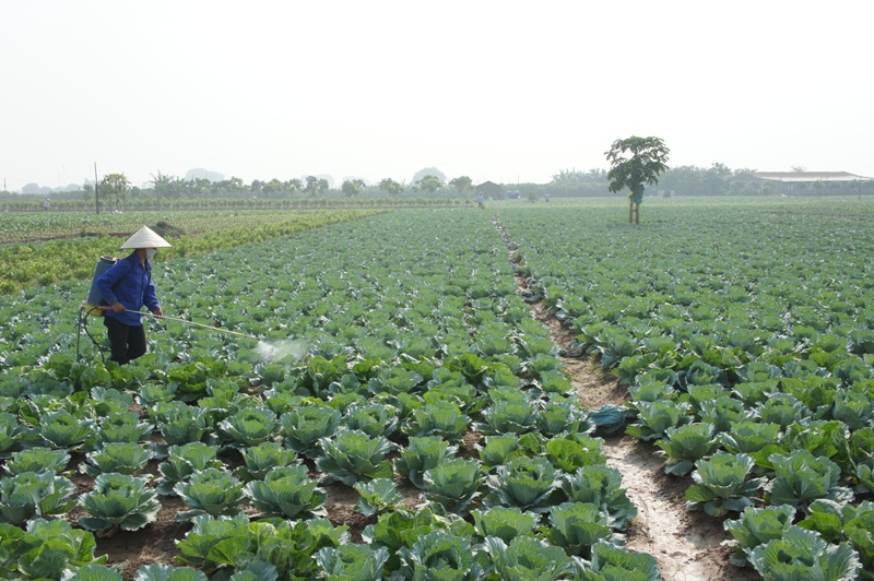 Hà Nội: Gần ¼ lượng rau nhiễm thuốc bảo vệ thực vật vượt ngưỡng