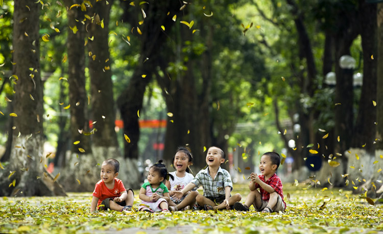 Sấu - một thoáng hè Hà Nội