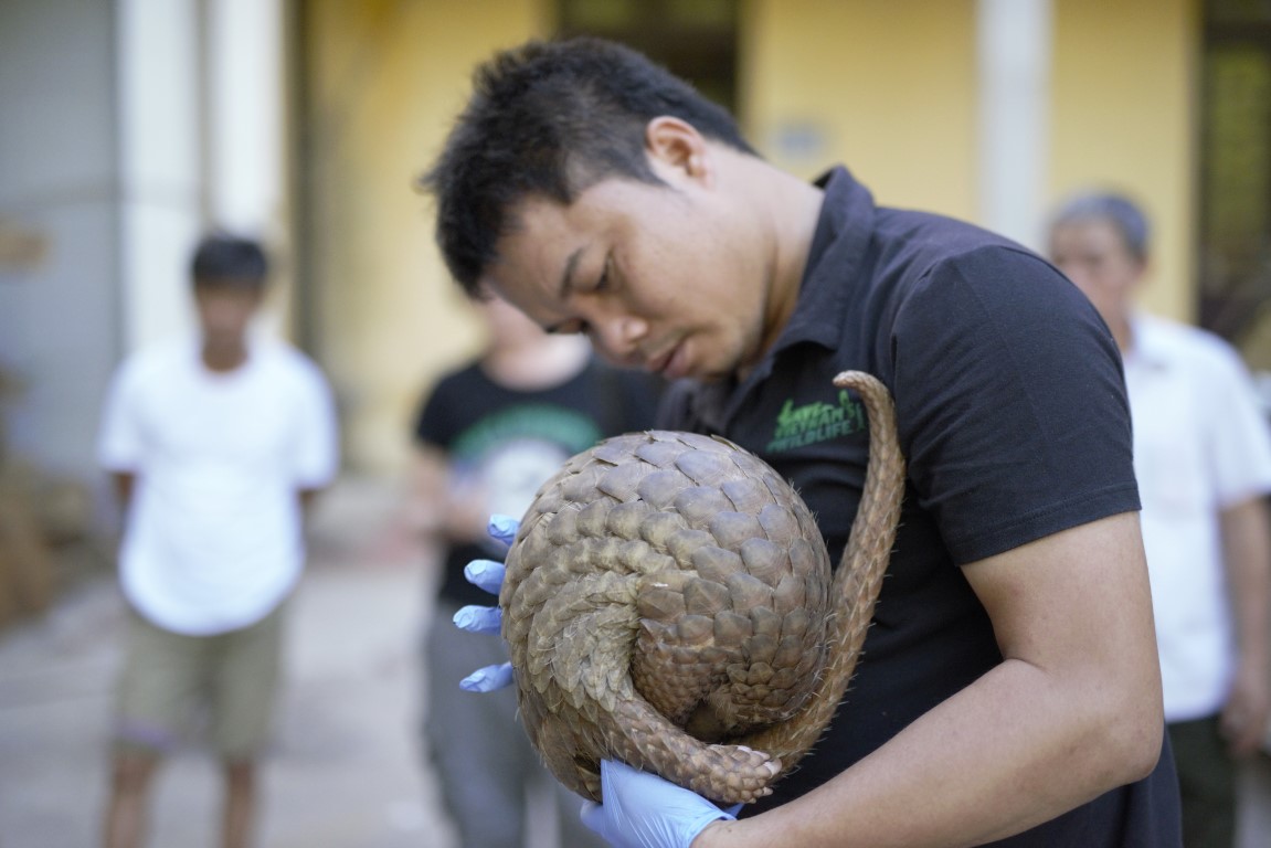 Thêm 20 cá thể tê tê Java được tái thả về với tự nhiên