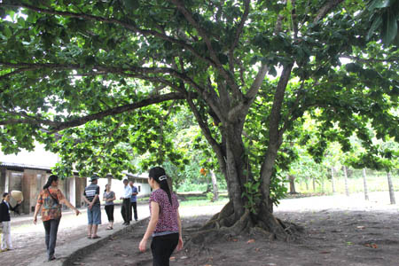 Côn Đảo và cây di sản