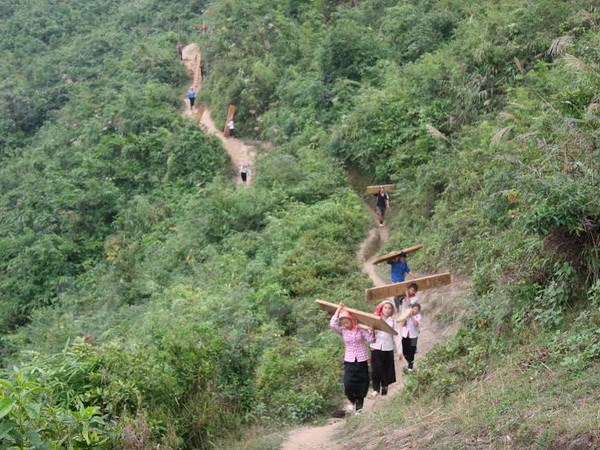 Khai thác gỗ rừng trồng: Khung pháp lý chưa rõ ràng