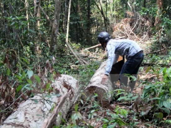 Khởi tố vụ án phá rừng quy mô lớn tại khu vực thủy điện Đồng Nai 5