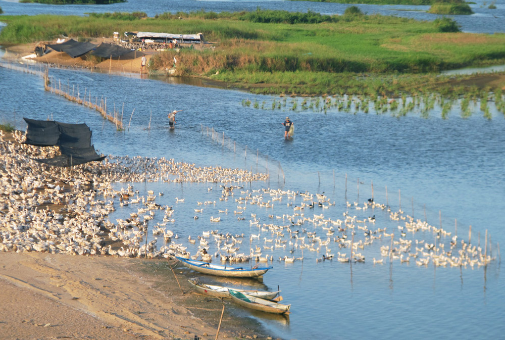 Mùa cạn ở hạ lưu sông Ba - Phú Yên