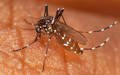 Muỗi là “thủ phạm” gây ra hàng loạt căn bệnh chết người