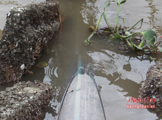 Nghệ An: Nhiều nhà máy chế biến bột cá xả thải xuống sông gây ô nhiễm