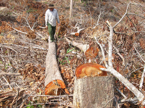 Vụ phá 110 ha rừng: Bắt giam cháu một nguyên bí thư huyện