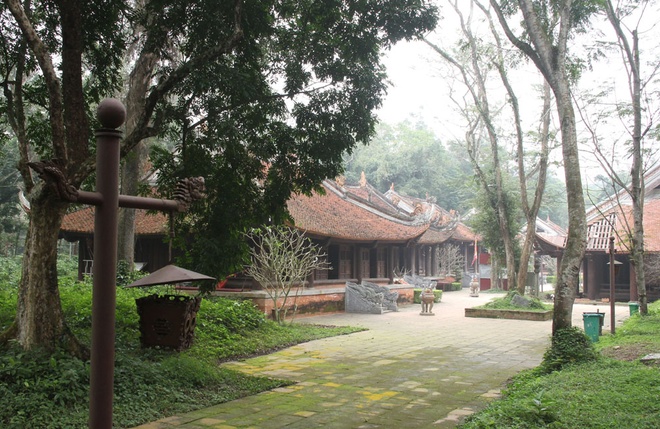 Quần thể cây di sản 600 tuổi ở Lam Kinh