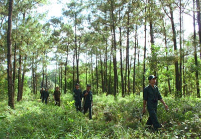Tăng cường triển khai các biện pháp quản lý bảo vệ rừng