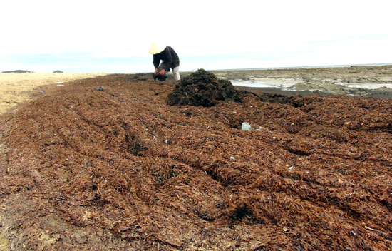 Rong biển dạt vào bờ biển Quảng Bình là hiện tượng tự nhiên