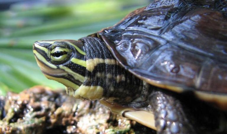 Khảo sát DNA mang lại hy vọng bảo tồn loài Rùa nguy cấp