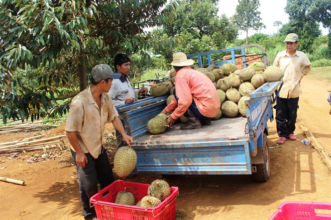 Trồng sầu riêng thu tiền tỷ, cơn sốt lan nhanh ở Đắk Nông.