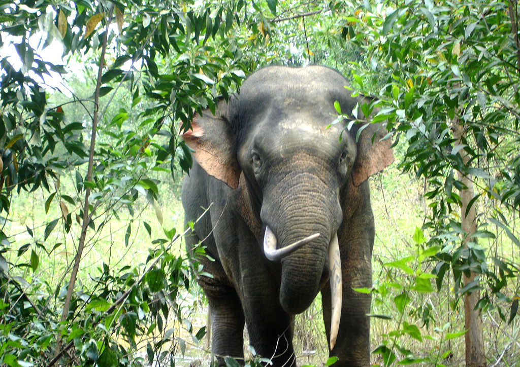 Cần có biện pháp bảo vệ khi voi rừng xuất hiện trở lại