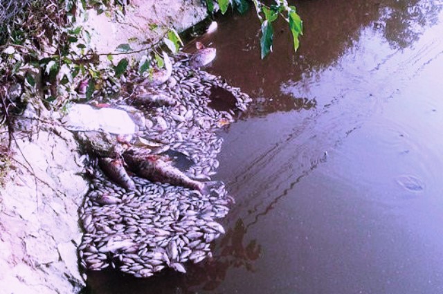 Thanh Hoá: Xác định nguyên nhân cá chết trắng hồ Mật Sơn