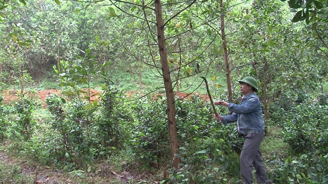 Yên Bái: Trồng rừng đạt 73% kế hoạch năm